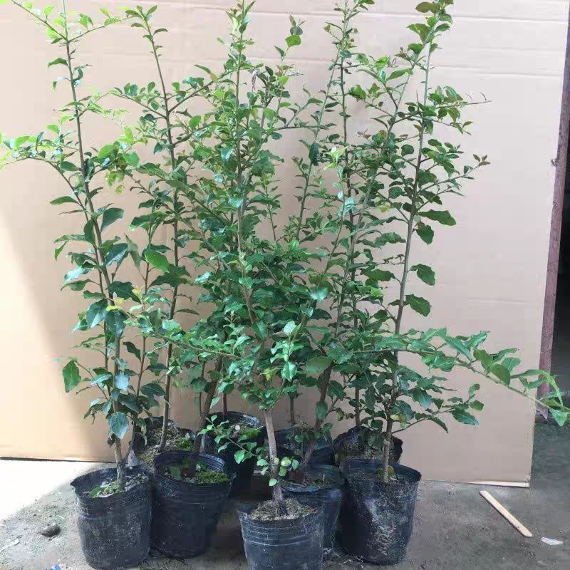 金枝玉叶一杆到顶绿植盆栽室内客厅易养观叶绿植花卉装饰