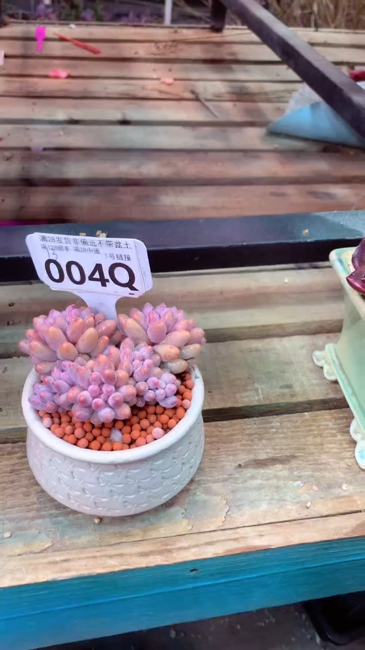 004Q（一物一拍，精品多肉，所见即所得 ）