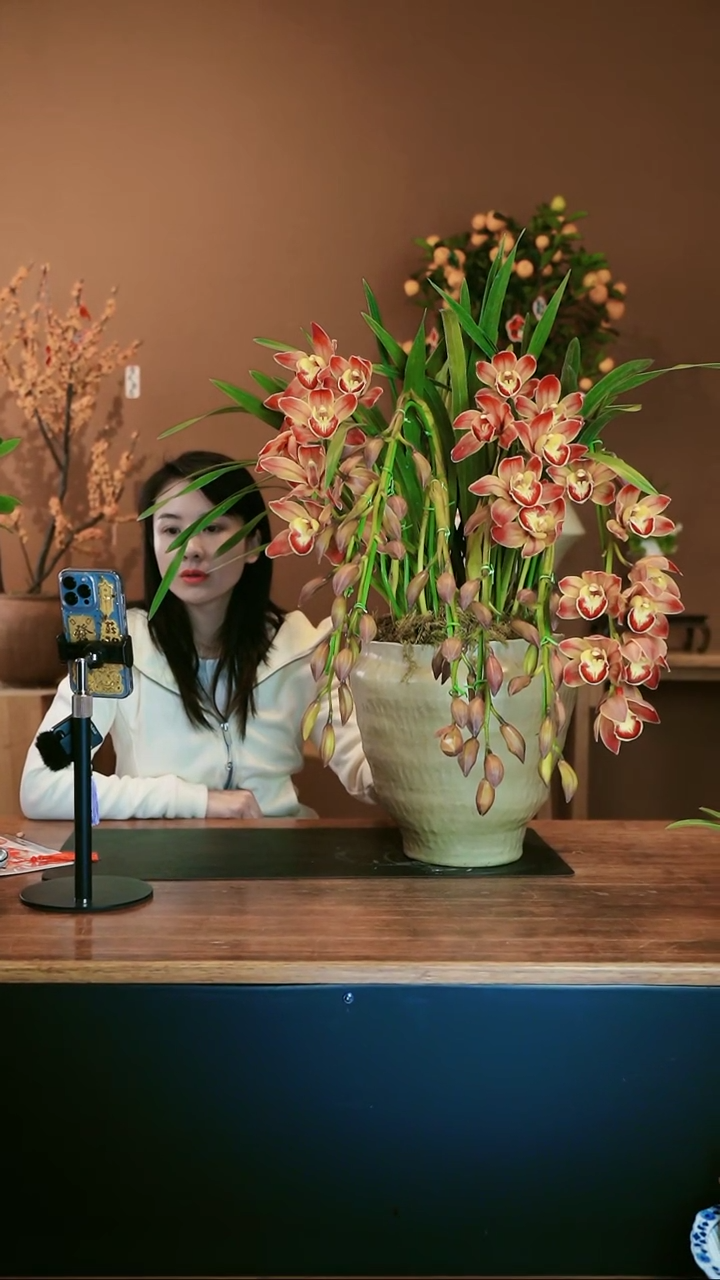 【闪购商品】盆景麒麟拱兰