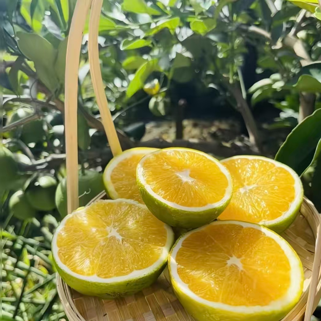 云南哀牢山冰糖橙青皮水果当季新鲜清甜多汁皮薄肉厚现摘现发