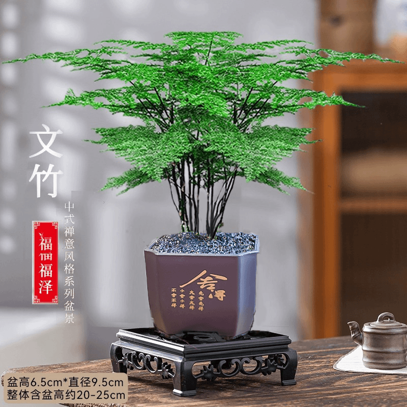文竹盆栽植物前台绿植盆栽室内净化空气办公室桌面好养四季常青