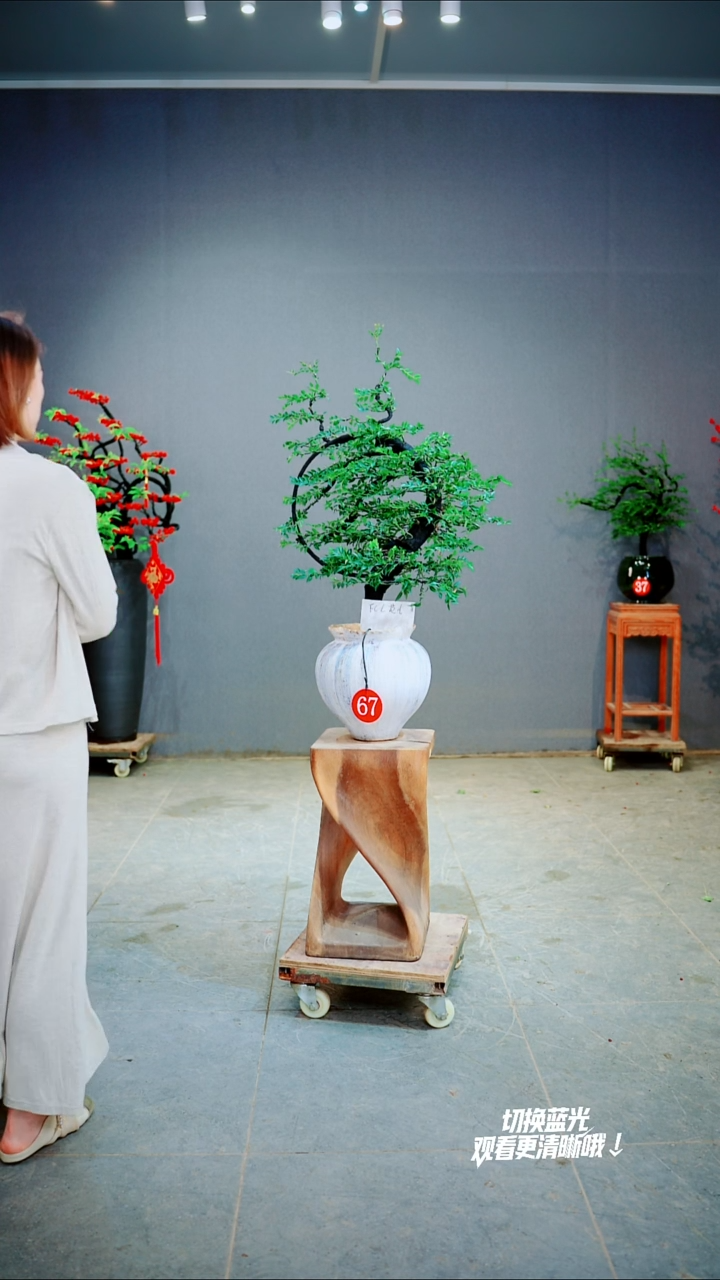 当前无花朵，栽培后可花朵F***儿一物一拍绿植