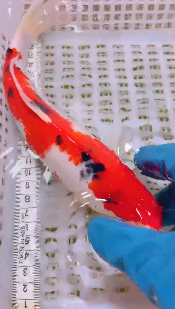 锦鲤冷水观赏鱼全场包邮26