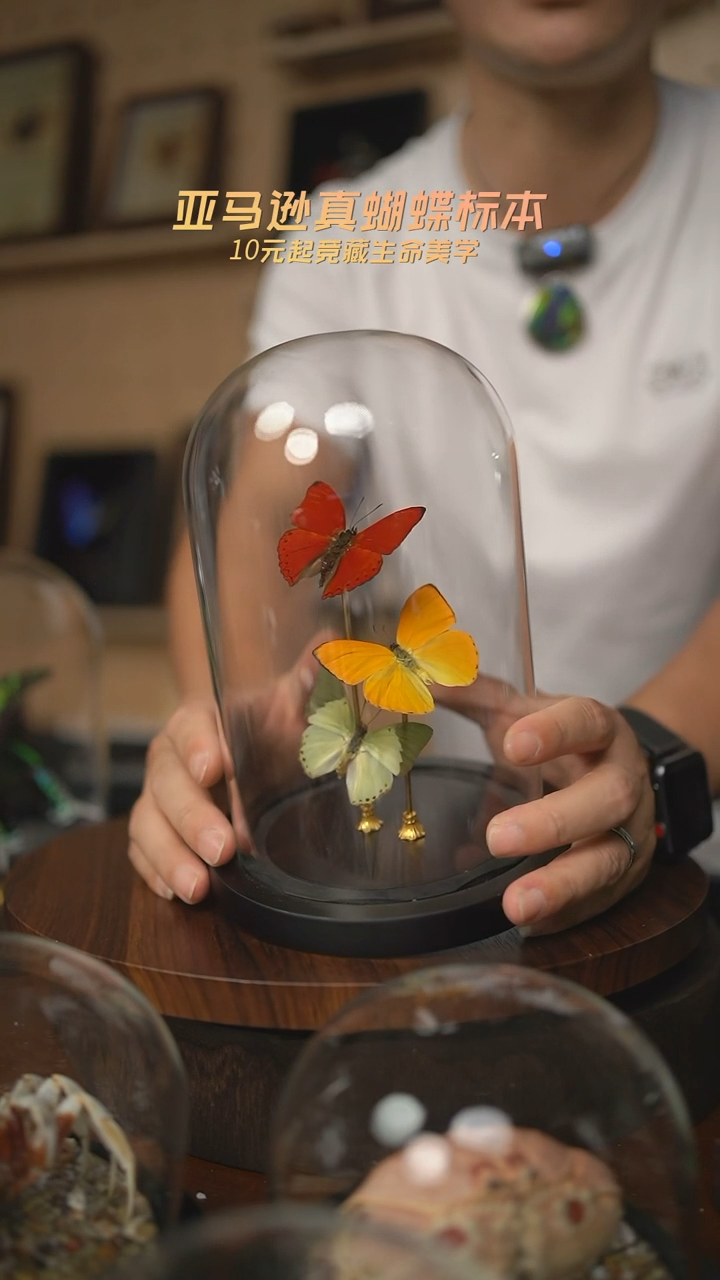 红绿黄三色蝴蝶玻璃罩