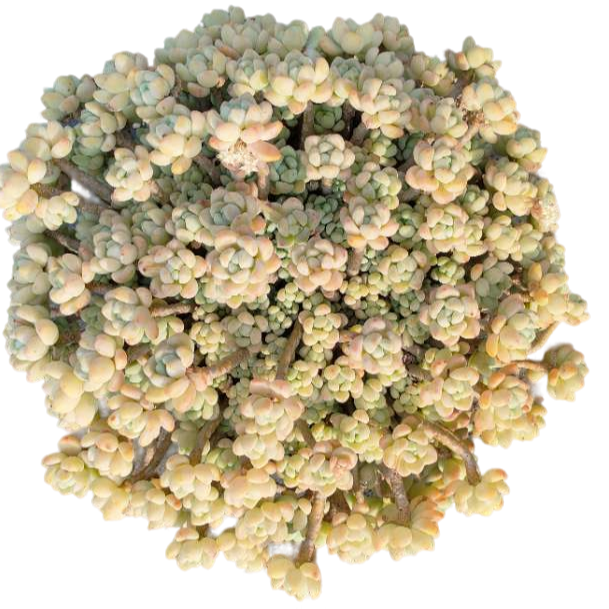 280#【老桩香味劳尔】好看好养进化空气回到家凯撒好单精品多肉盆栽