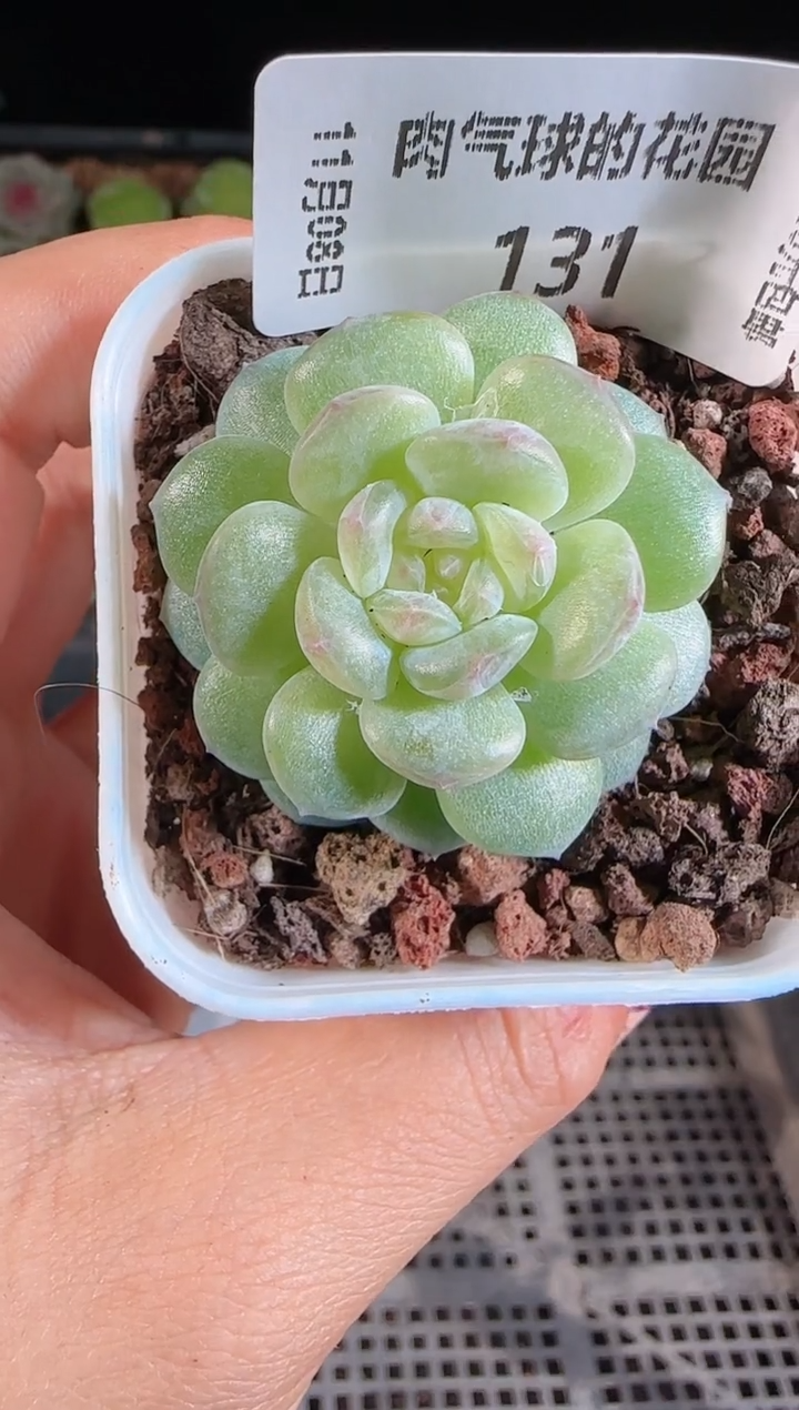 1108-131清浅麦秆群不包整