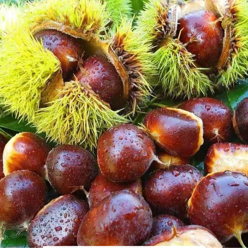 【买3斤送2斤】新鲜当季香甜可口深山优质大板栗产地直发难剥皮