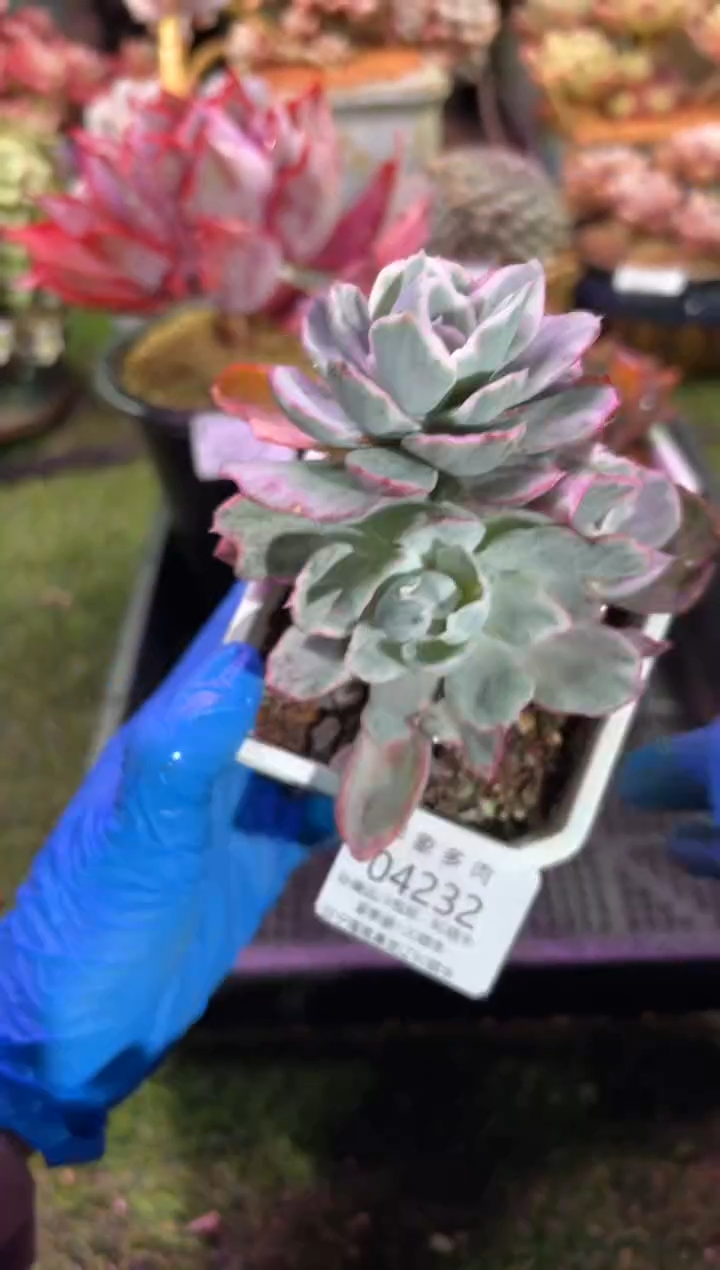 【闪购商品】04232