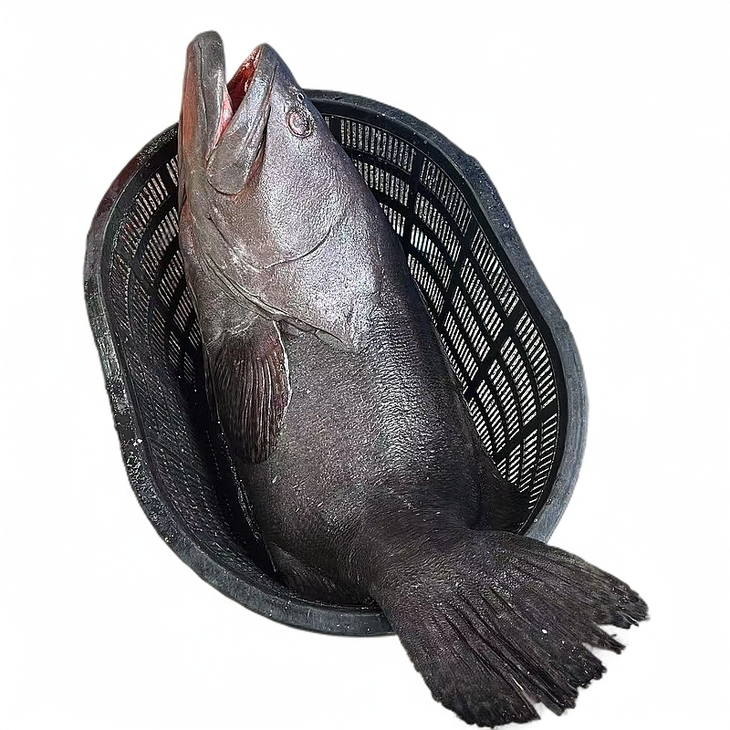 【缺氧龙趸】海鲜水产鱼类龙趸石斑鱼类直播现称福建省内可拍  