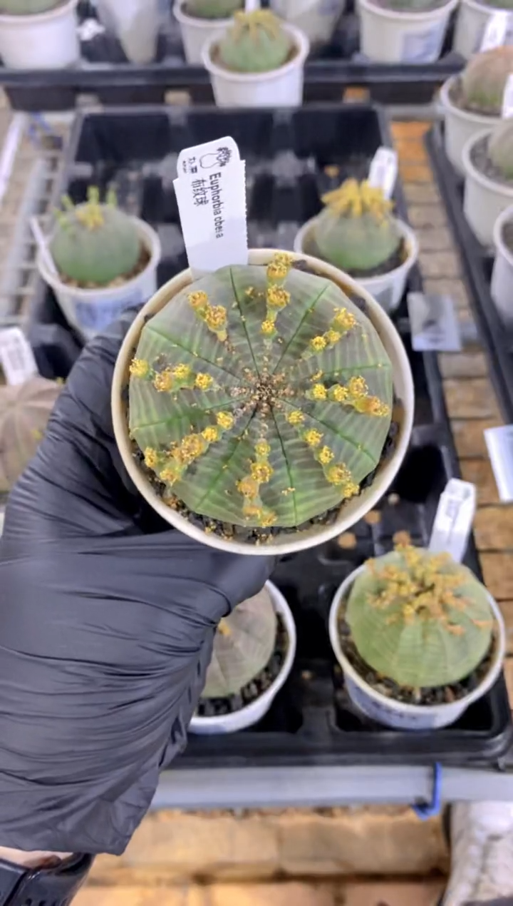 【闪购商品】布纹球FA-8660