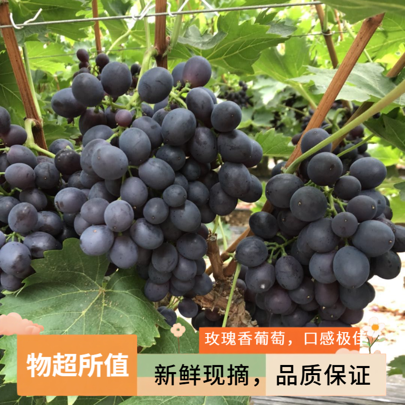 山东平度大泽山玫瑰香葡萄现摘现发口感纯正新鲜山东省