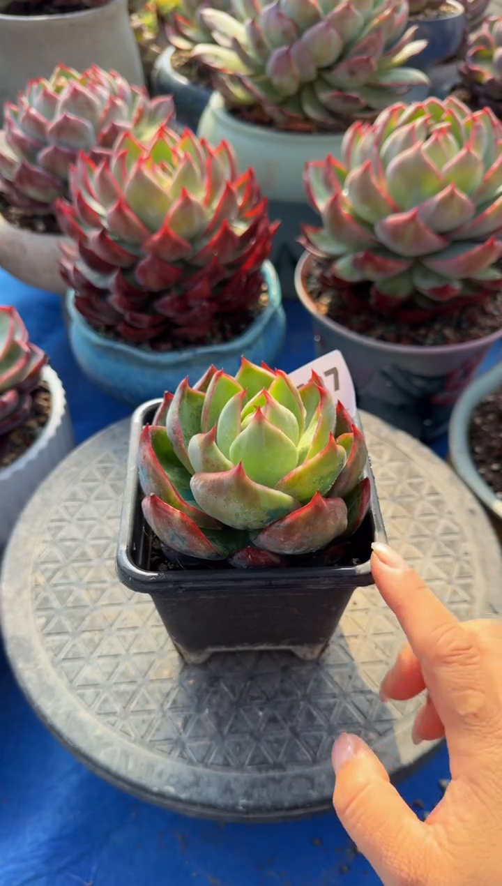 【闪购商品】A727惊鸿仙子（裸根发货）