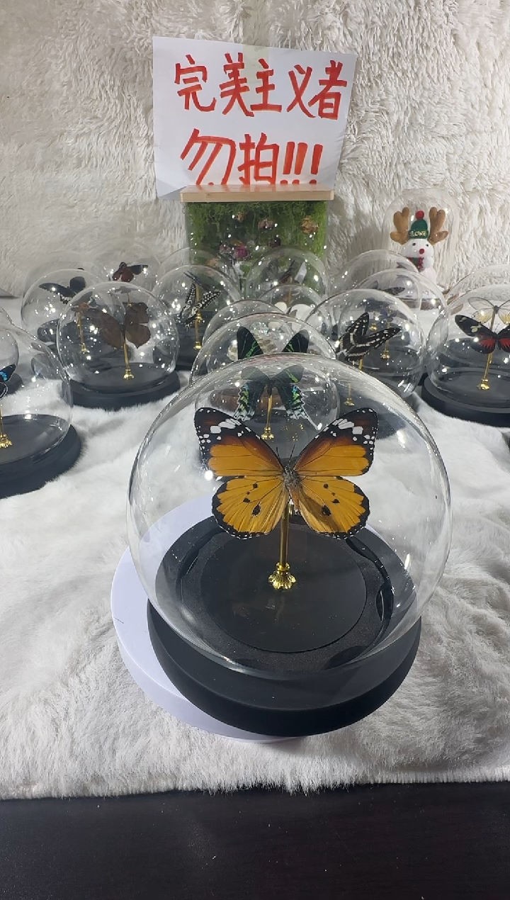 李****⁴太阳蛾相框    