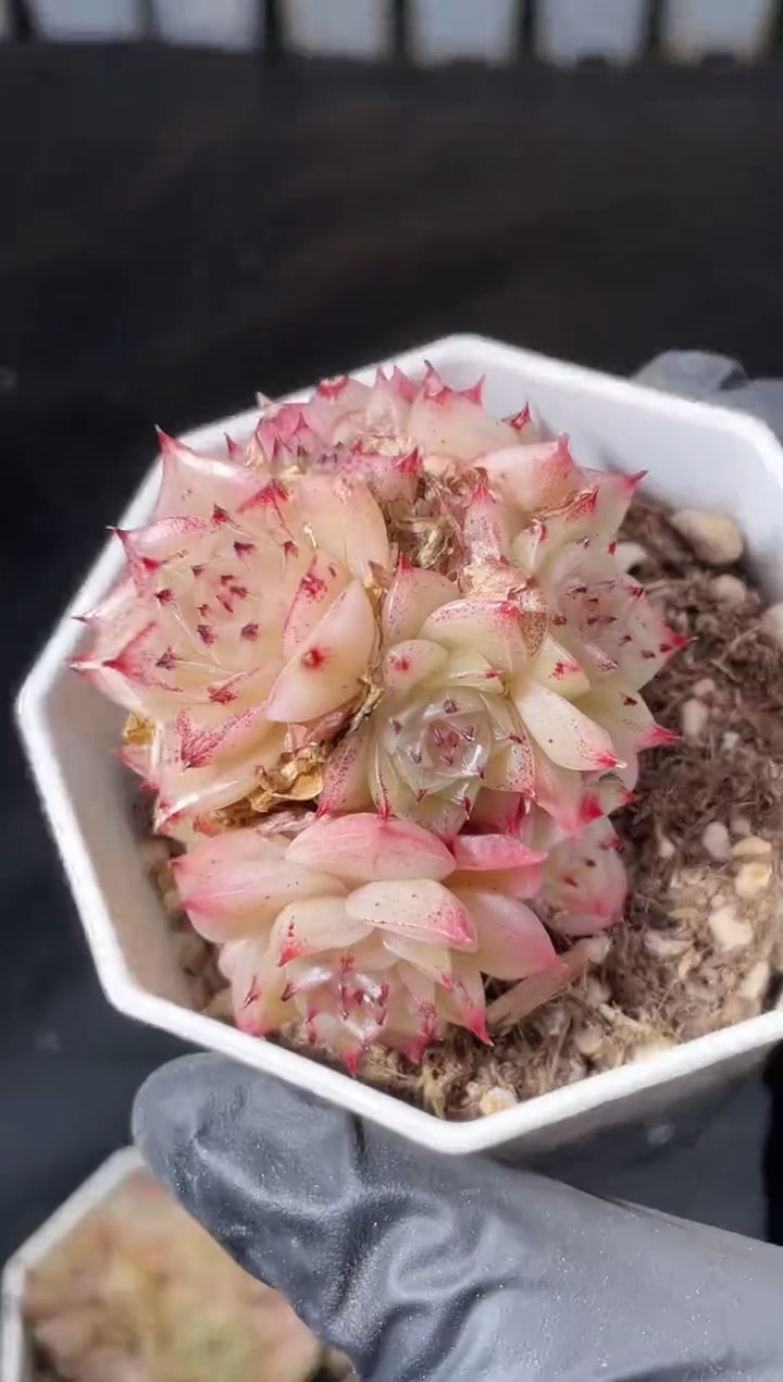 15-20麦秆群3-4厘米不包整散量拍发一颗