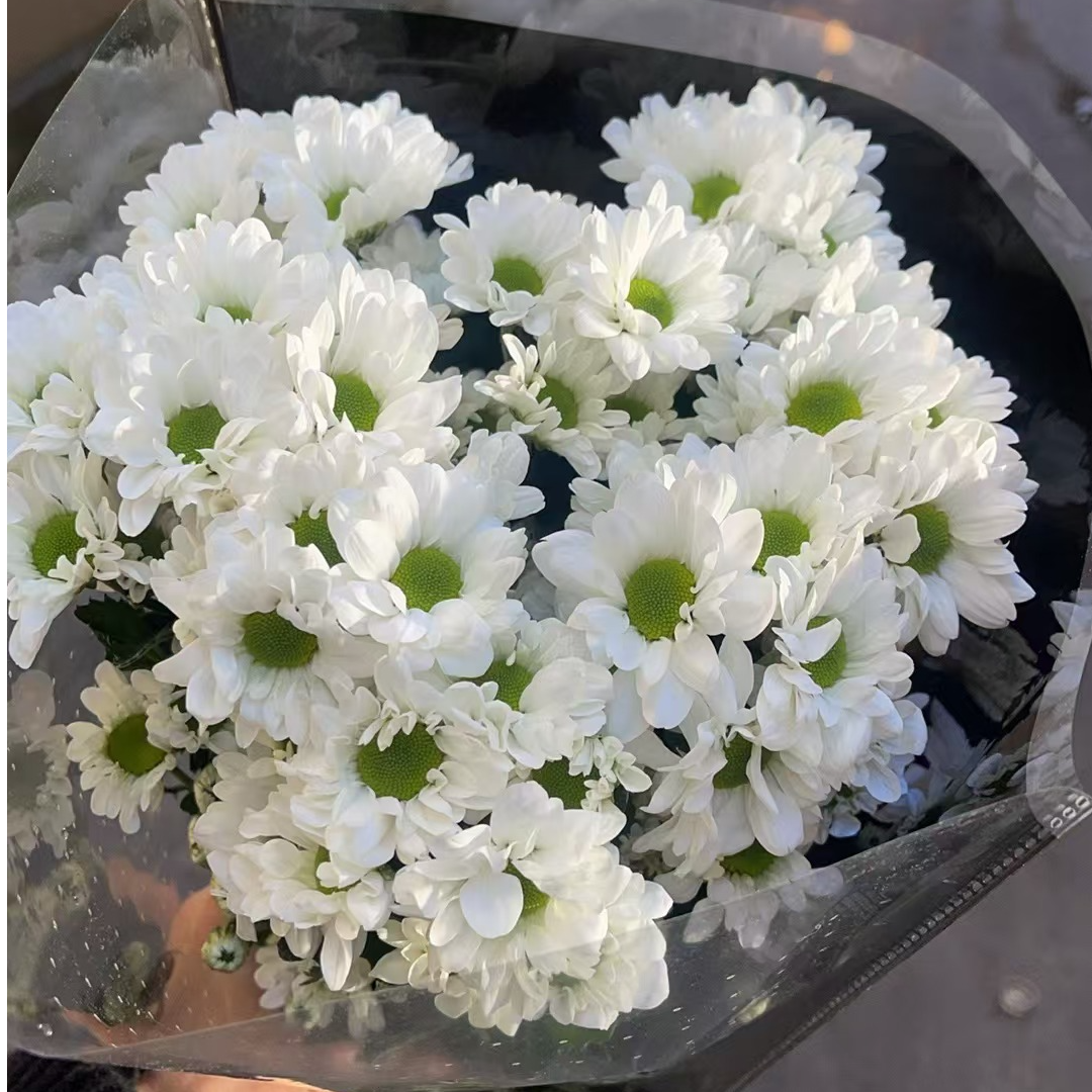 罗曼蒂克小菊 小雏菊全店任意N单一个运费