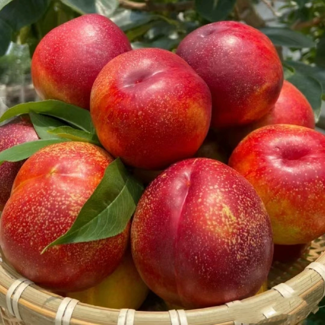 沂蒙山麻点油桃黄肉油桃5斤（30个左右）