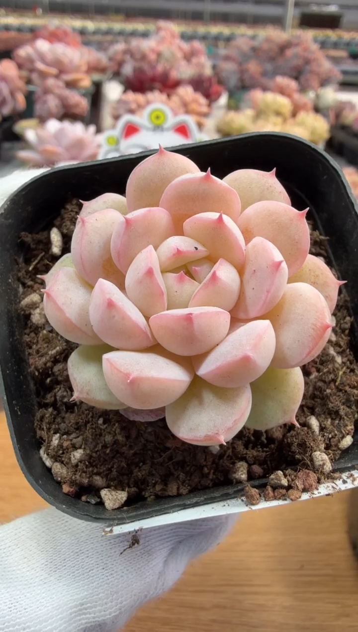 东云多肉园三店-126