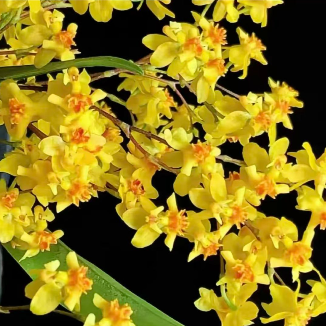 黄色梦香兰 带花苞浓香梦香兰室内阳台客厅花卉盆栽(5支花剑以上)