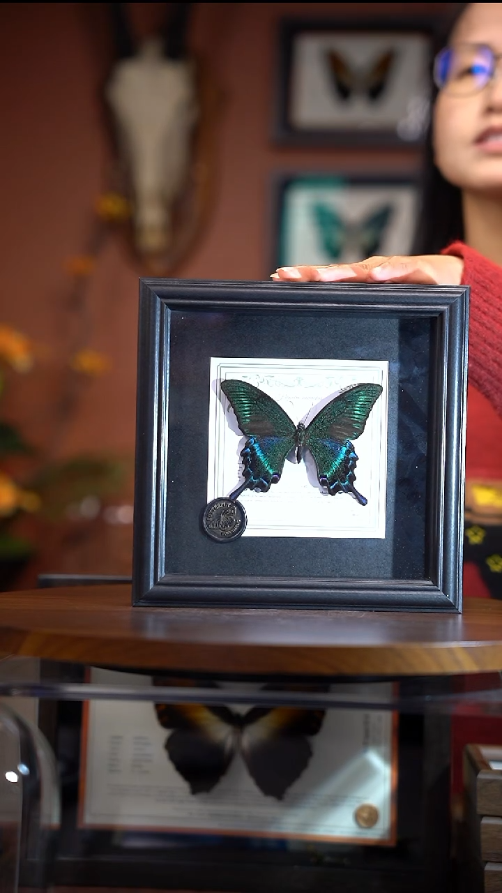 绿带翠凤蝶  夏    方框  常规