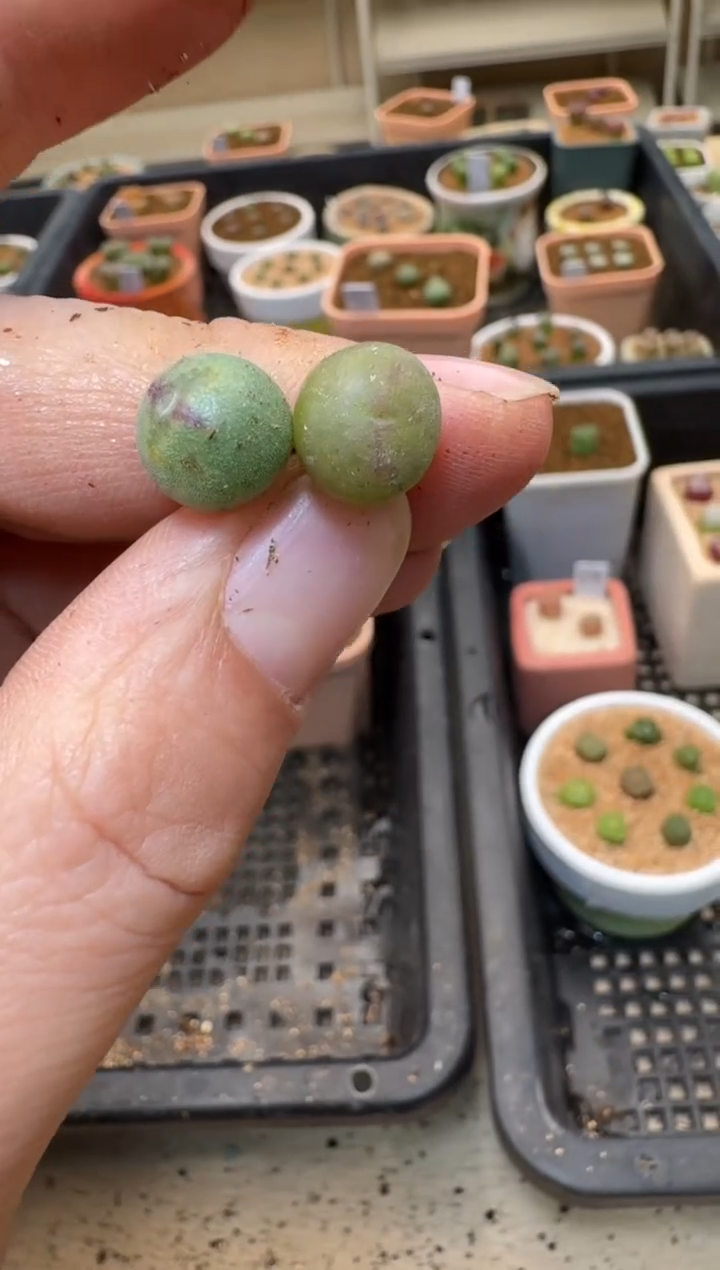 【闪购商品】3-203