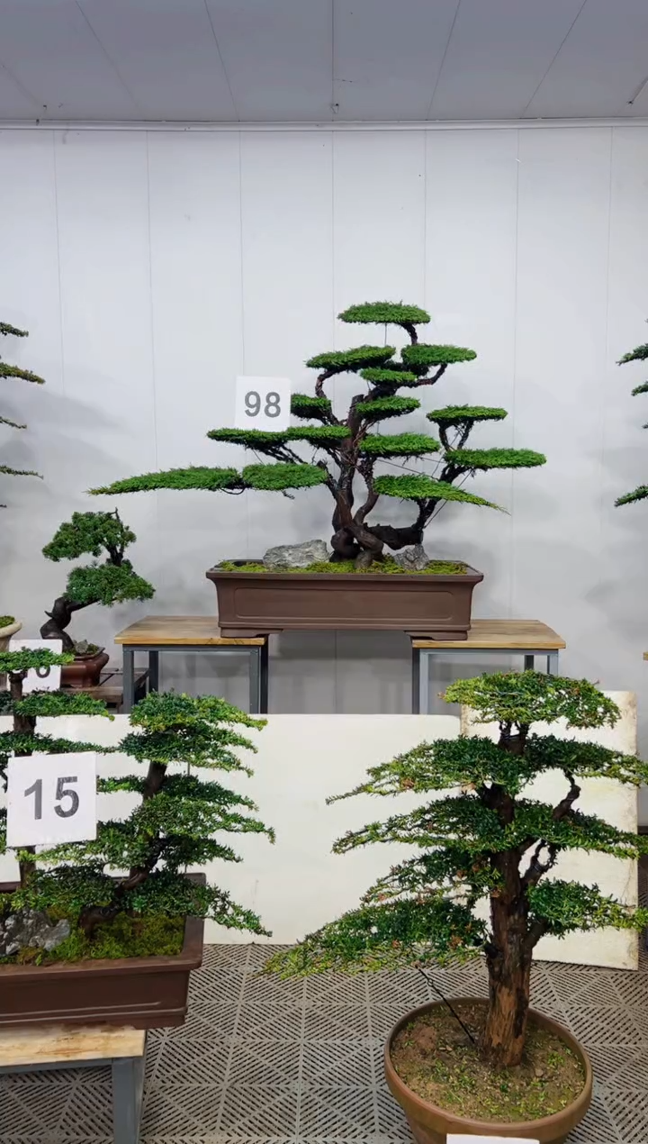 无花朵造型盆景一物一拍