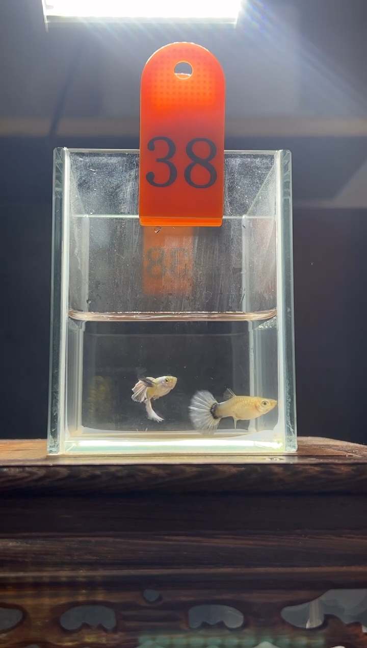 孔雀鱼白金白尾象耳38