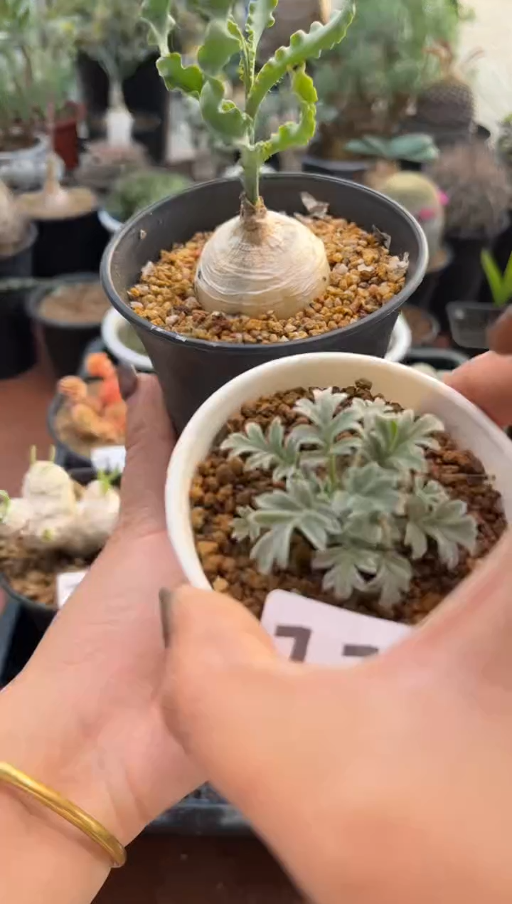 ?**?听雨专拍产地DC红花洋魁组合