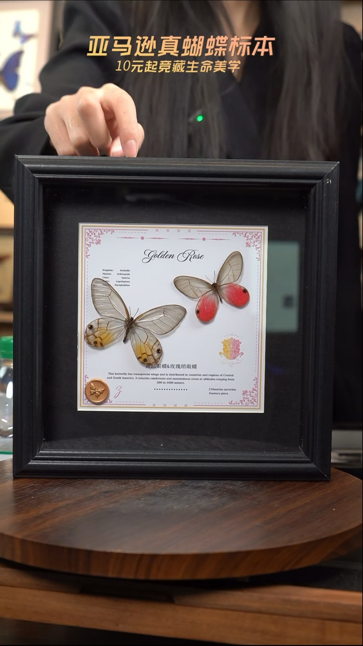 玫瑰绡眼蝶+黄晶眼蝶十二星座款双子座