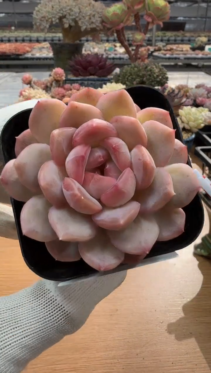 东云多肉园二店-119