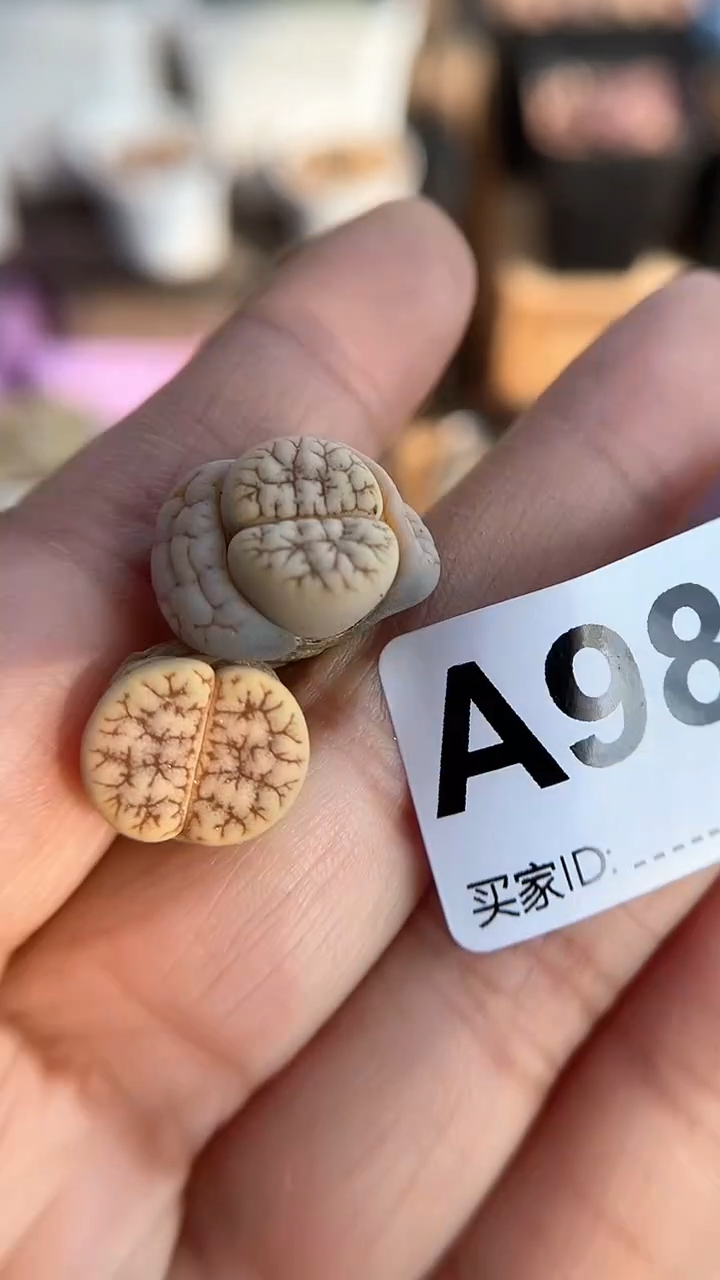 【闪购商品】9861直播一物一拍