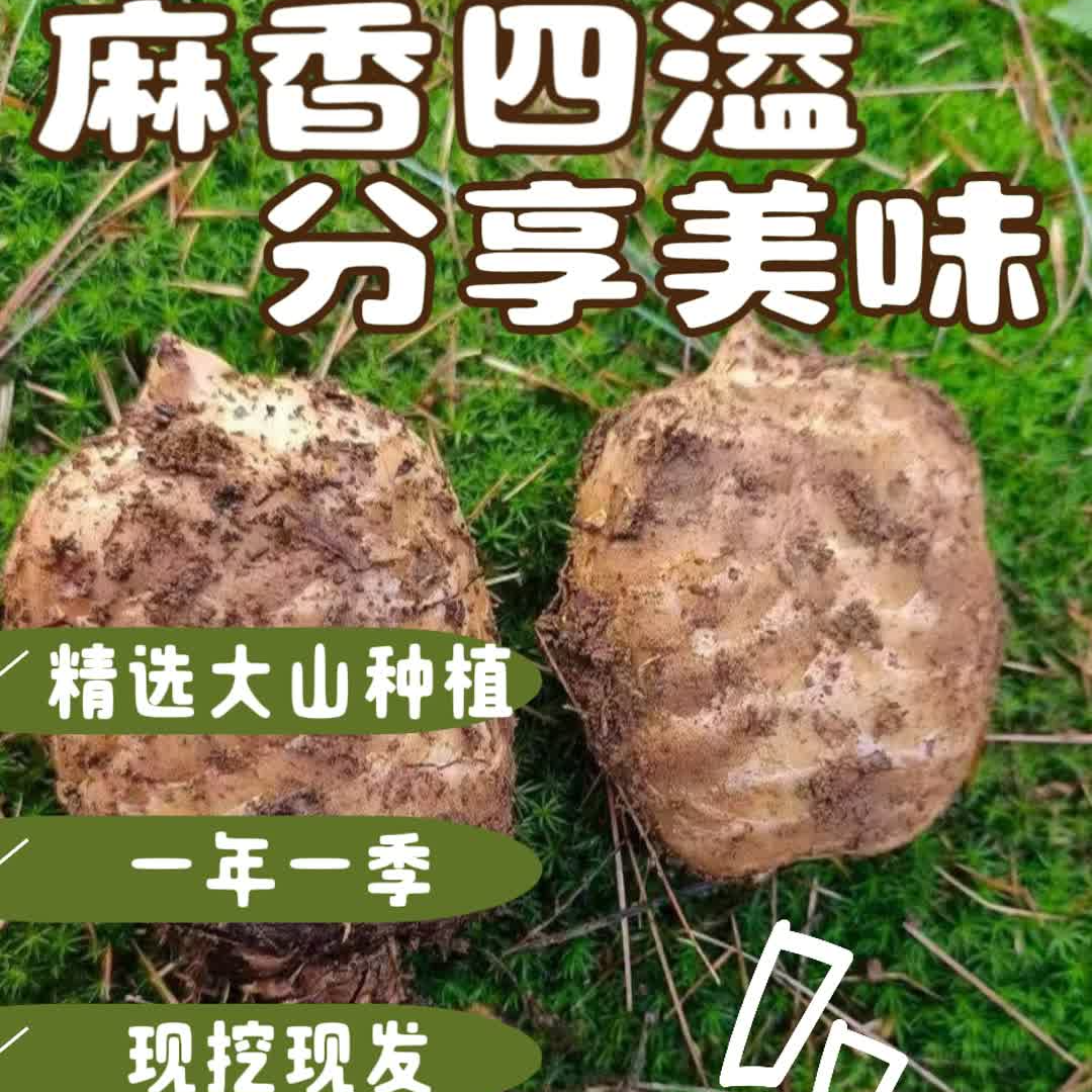 镇雄碗厂一年一季乌天麻煲汤炖鸡