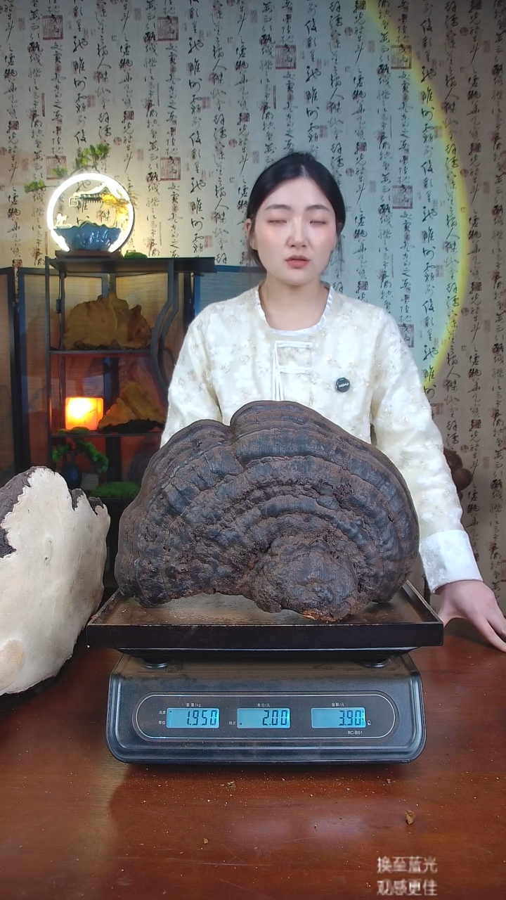 红缘拟层孔菌中国大陆【藏区 野生】红缘树舌（3.9斤）40-50年份