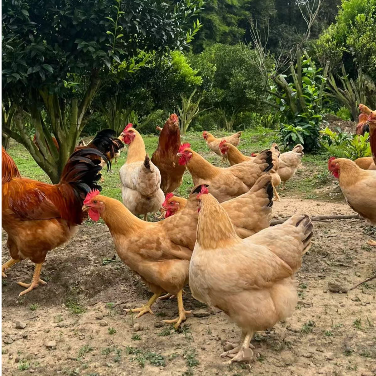 【禽霸专属】拍1送1 清远麻鸡+老母鸡