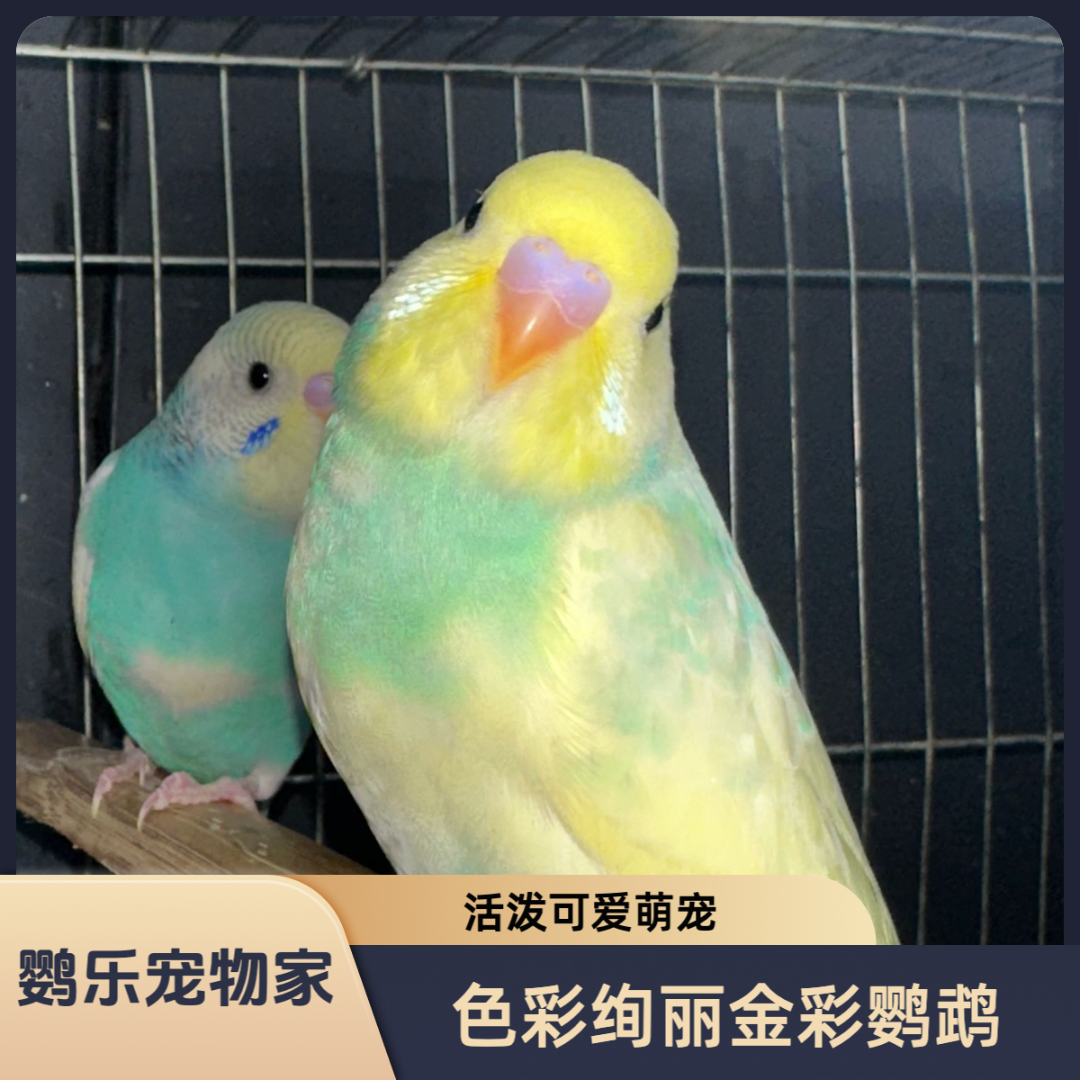 特色大头金彩可教可说话轻松上手互动亲人好养萌宠鹦鹉