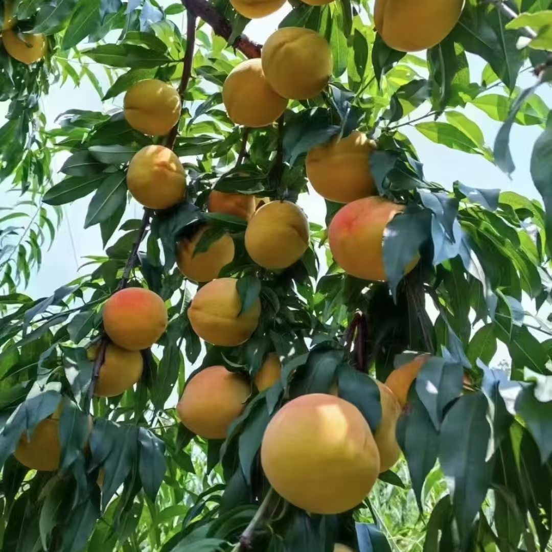 【顺丰包邮】棋梓桥黄桃