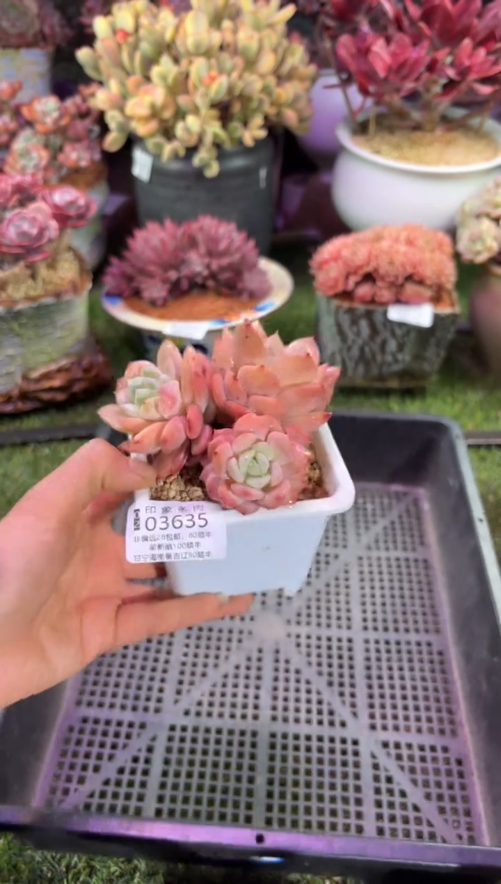 【闪购商品】03635