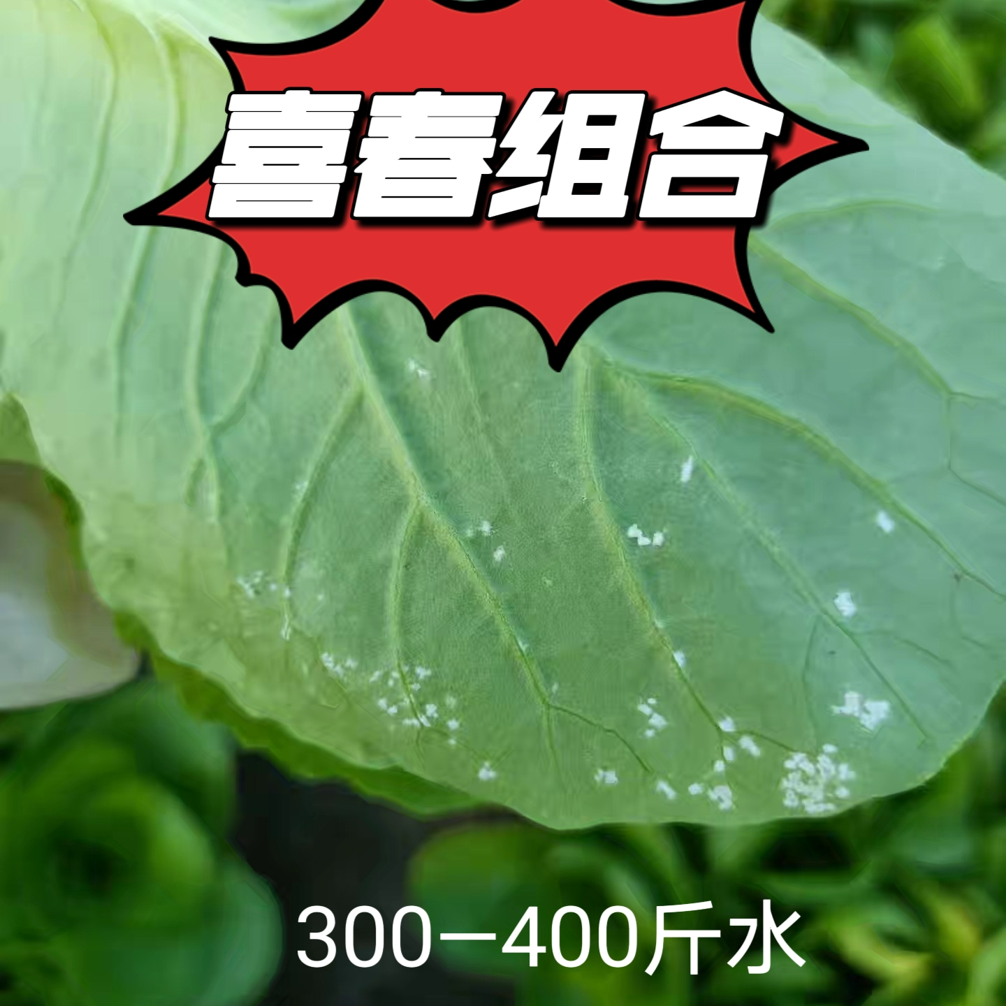 喜春组合霜霉疫病方案