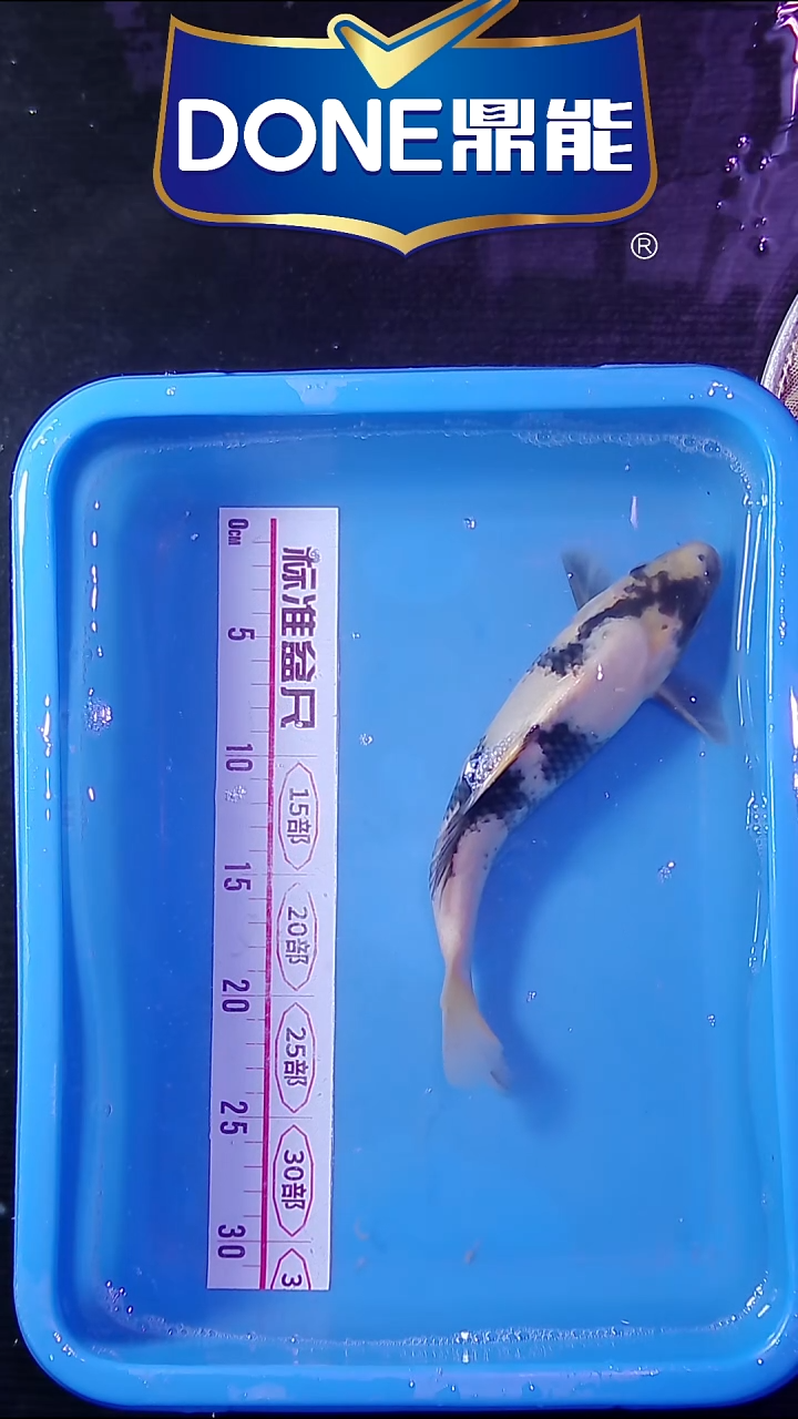 锦鲤鱼悦直播间菁选 32号