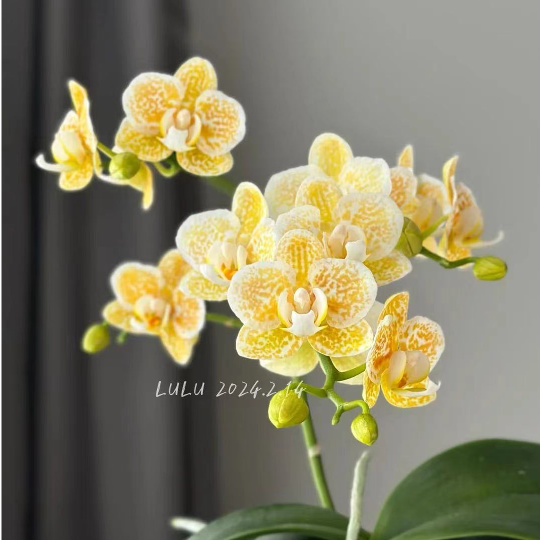 《雅风黄金豹》2.8寸杯蝴蝶兰不带花剑