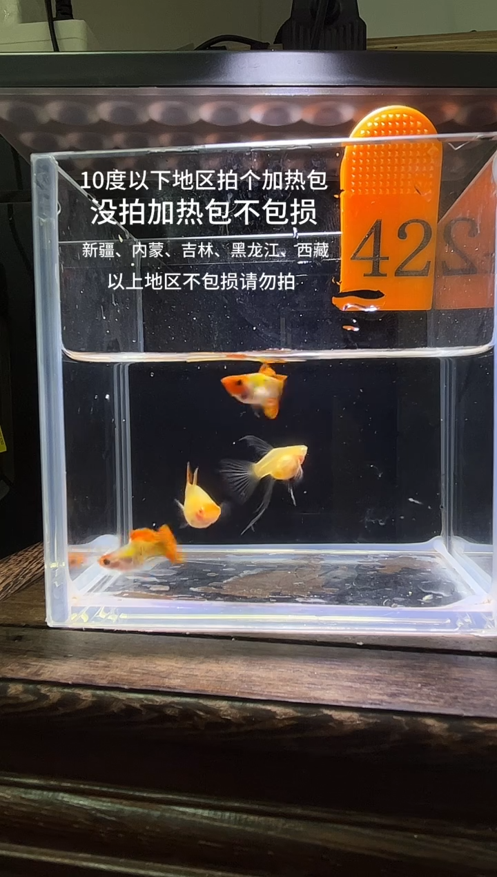 孔雀鱼虎斑玻璃猫编号42