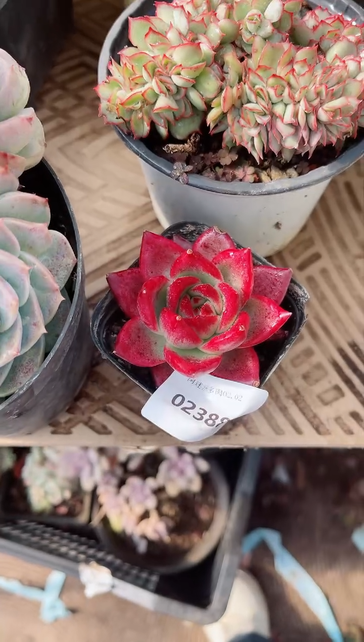 【闪购商品】02388