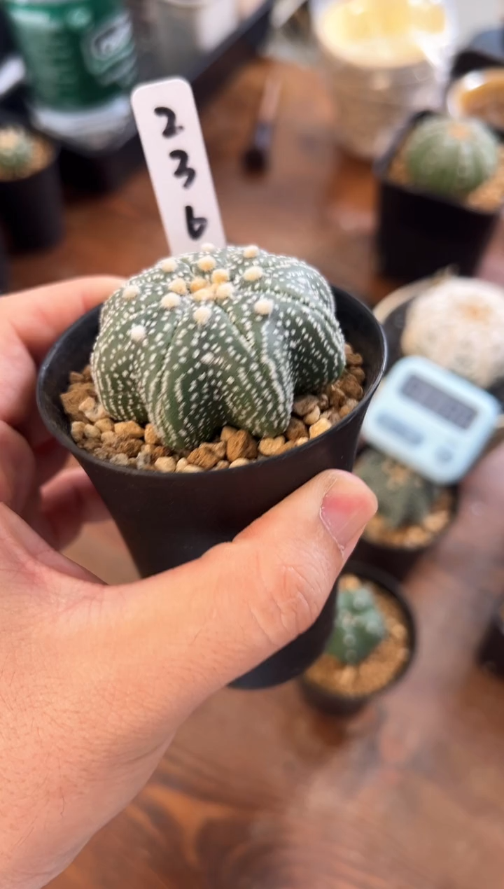 超级细雪指纹海星编码236