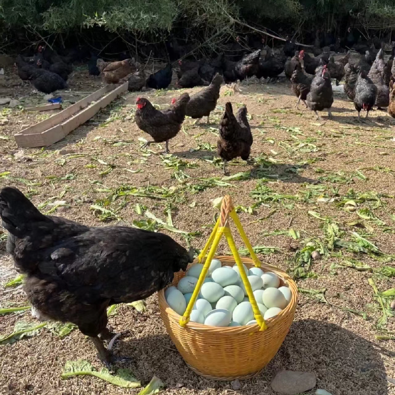 【直播专属&顺丰】绿壳土鸡蛋正宗农家山林散养新鲜五黑鸡土鸡蛋