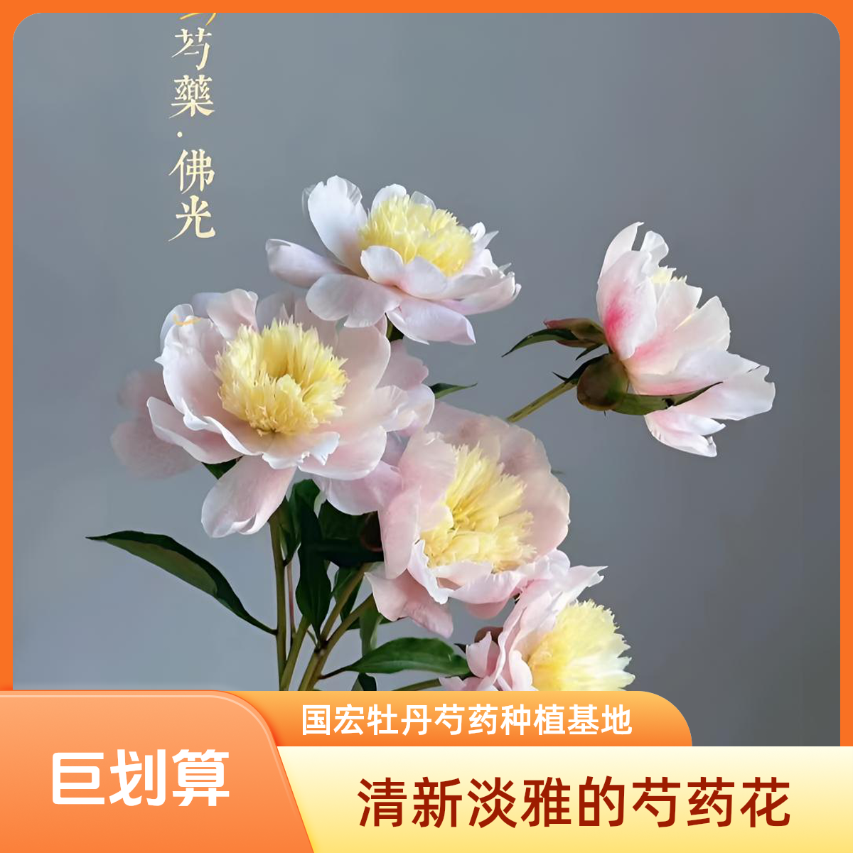 山东菏泽国宏牡丹芍药种植基地裸根发货佛光