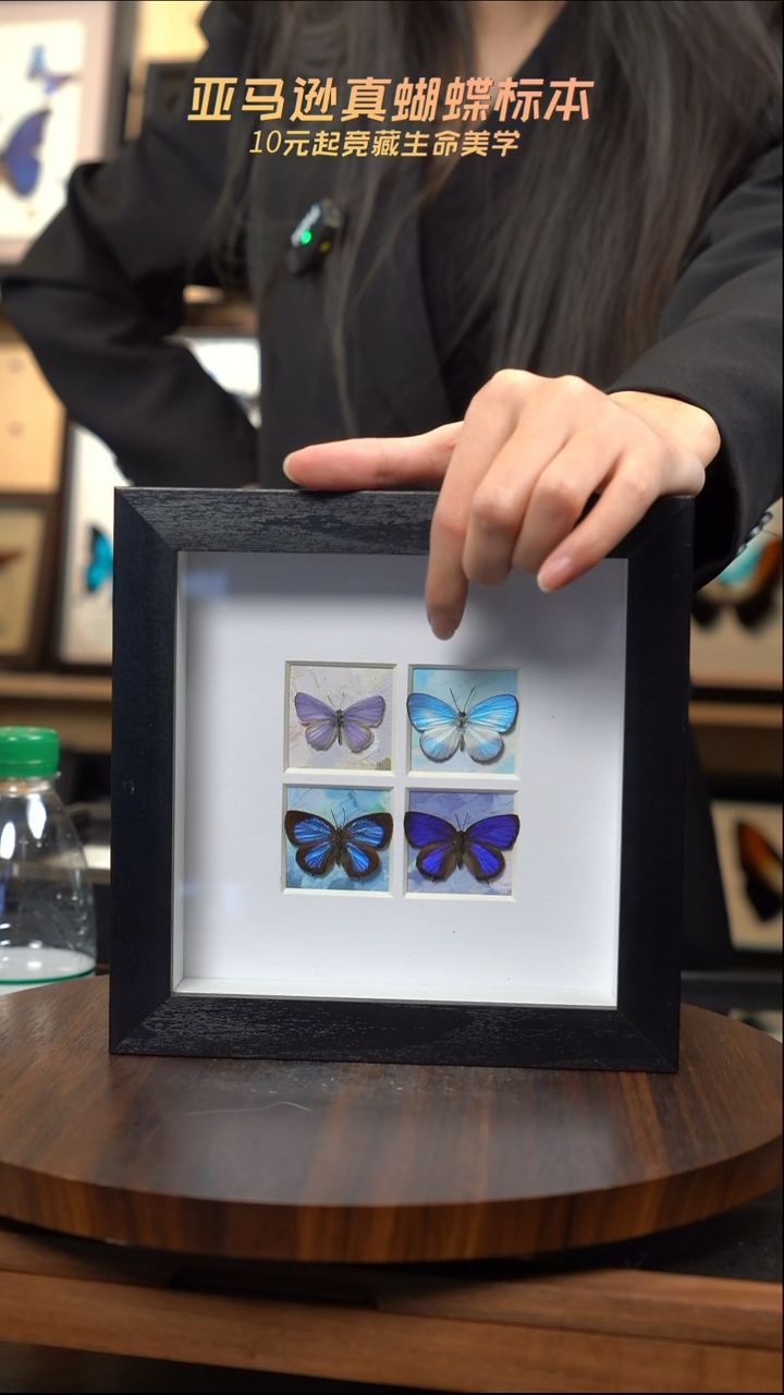 4只小型蝶组合方框