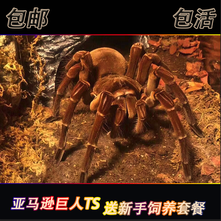 亚马逊巨人蜘蛛TS短毛种活体蜘蛛宠物蜘蛛大型活体宠物蜘蛛