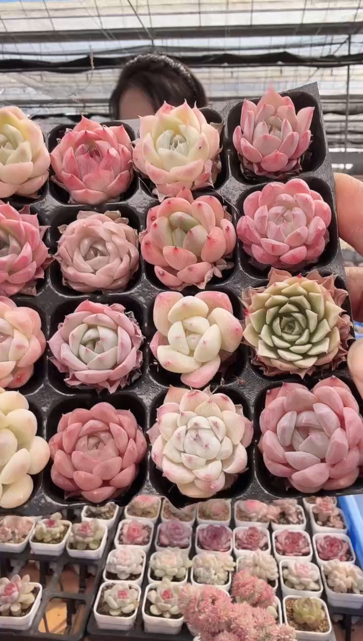 东云多肉园新款-141