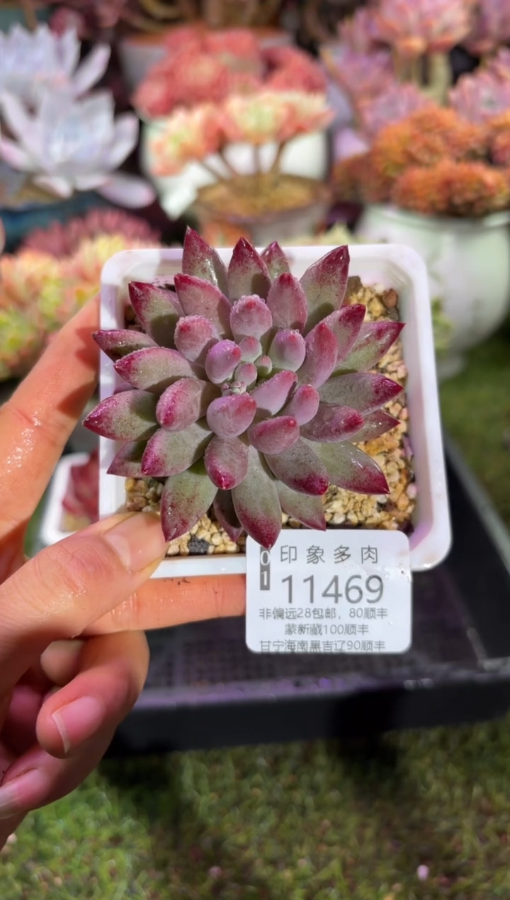 【闪购商品】11469