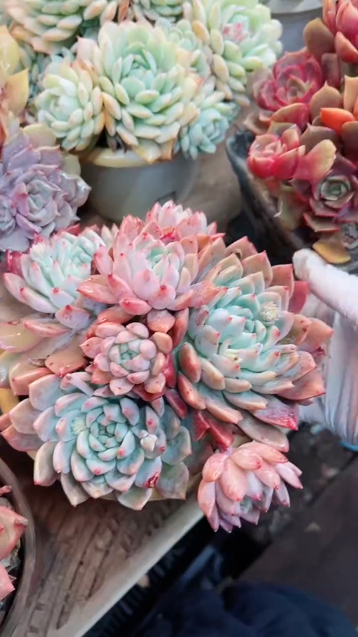 【闪购商品】15024