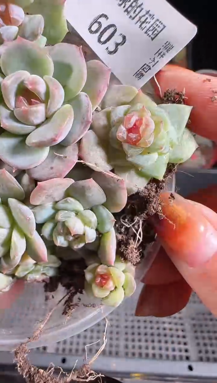 1115-603切糕群生不包整